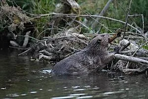 WILDFAMILIES Beaver Quest at The Wolseley Centre at The Wolseley Centre