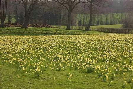 Water, community and daffodils