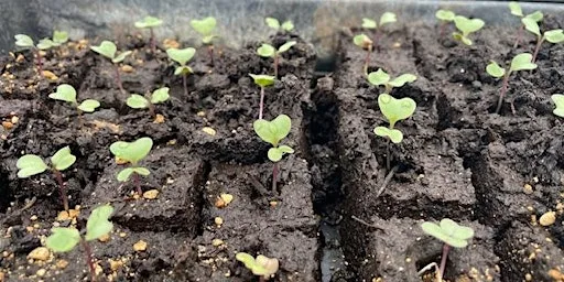 Free the Seeds! at Oxford City Farm