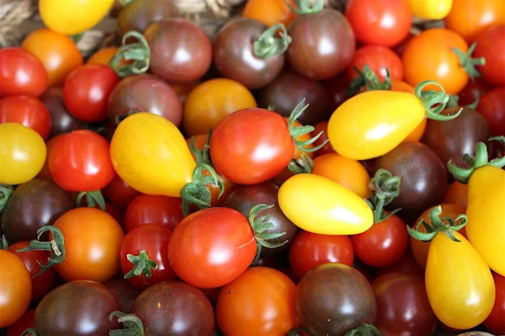 Tomato Tasting Event at Brighter Blooms