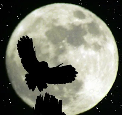 Crafty creatures of the night (Family event) NWT Hickling Broad at Norfolk Wildlife Trust Hickling Visitor Centre