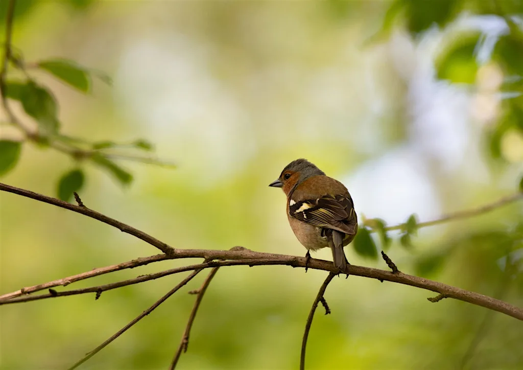 Gunnersbury Park Bird Spotting Walk: Love Parks Week