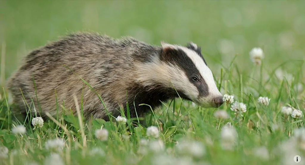 Badger watching evening