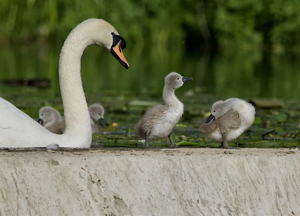 Members-only guided walk at Trumpington Meadows at The Wildlife Trust BCN - Trumpington Meadows