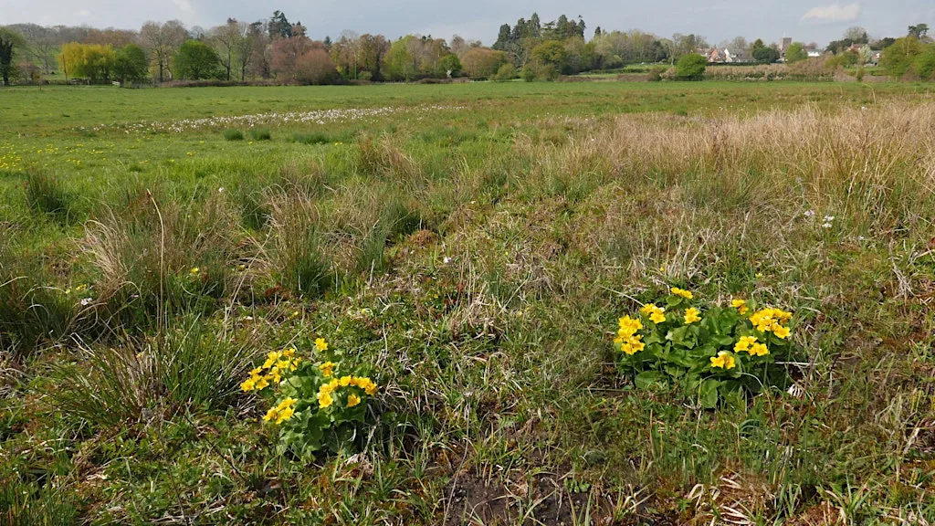 Roving Volunteer Group - Ail Meadows at Ail Meadow