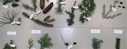 Conifer Identification Workshop at Abriachan Forest Trust Car Park