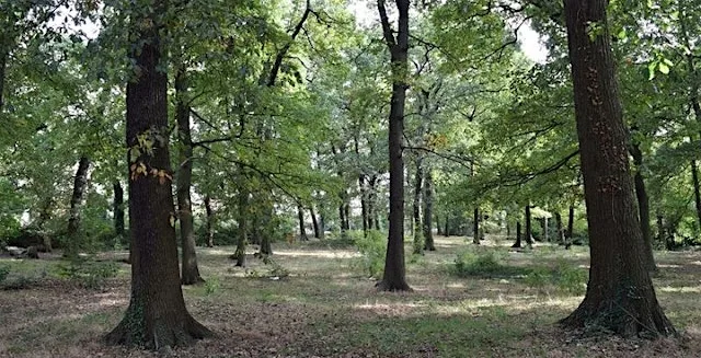We Will See the Woods for the Trees! A Walk Through Lambeth’s Woodlands
