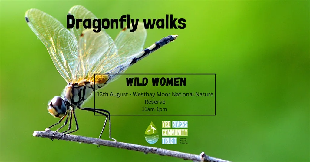 Wild Women Dragonfly exploration
