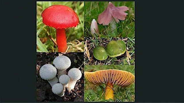 Fabulous Fungi Walk