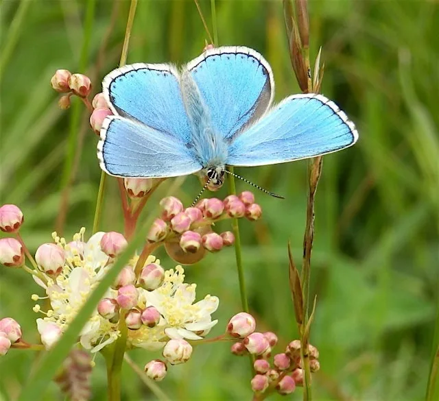 The colourful world of butterflies with Michael Blencowe