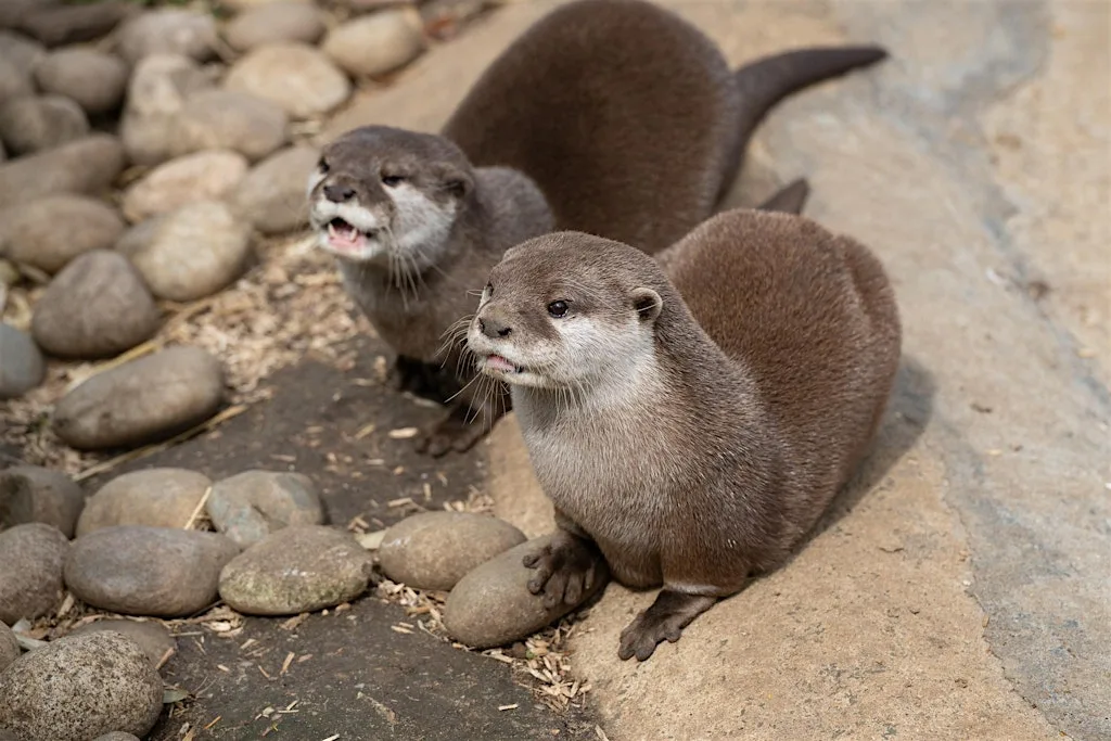 BCA Family Zoo Day - Otter Edition!