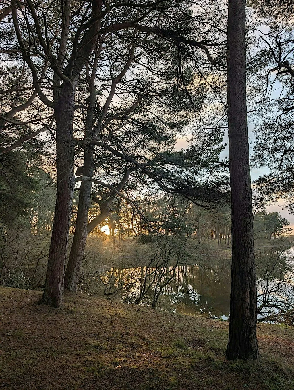 Forest Therapy: A two-hour guided, deep-yet-gentle nature immersion