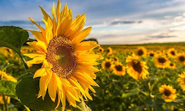Sunflower Family Fun Day