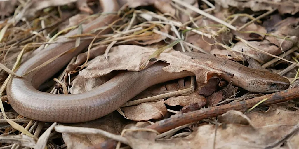 Slow Worm Safari at Grove Farm at Grove Farm, Ealing