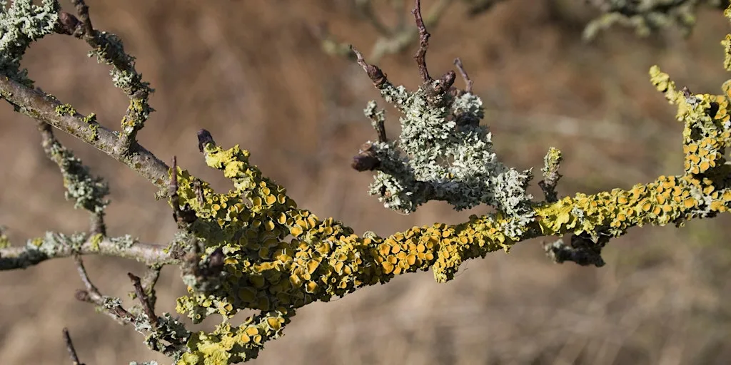 Understanding and Appreciating Lichens full day workshop (ECC2806) at Carlton Marshes Nature Reserve & Visitor Centre