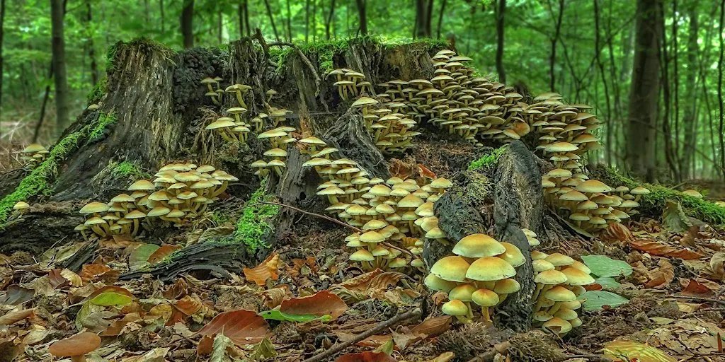 The Magic of Mushrooms at The Vench - Adventure Playground & Community Centre