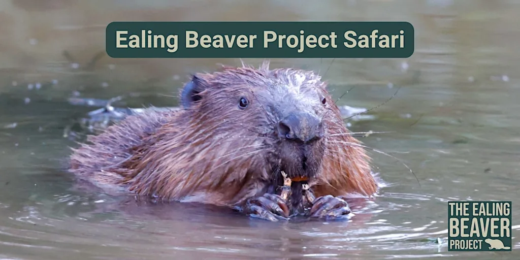 Ealing Beaver Project Safari at Ealing Beaver Project - Walk and Safari meeting point