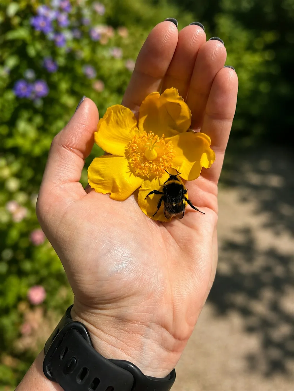 Bee Curious! at Victoria Gallery & Museum