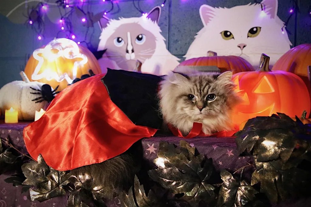 PURR Pumpkin Patch Photoshoot 2026
