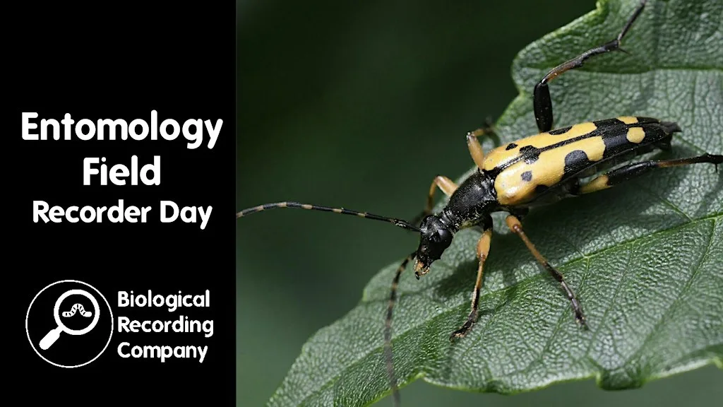 Entomology Field Recorder Day