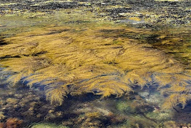 National Marine Week: Big Seaweed Search at Kimmeridge at Fine Foundation Wild Seas Centre