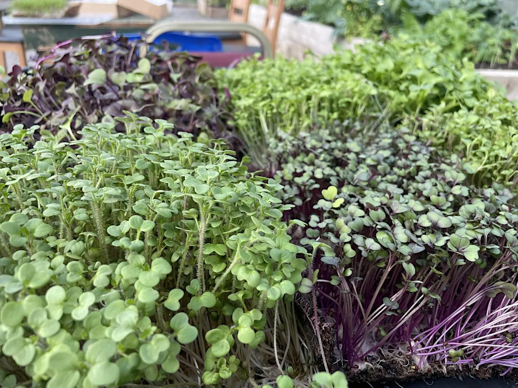 Cooking with microgreens at AuSome GrowSome CIC, 30 Colinglen Road
