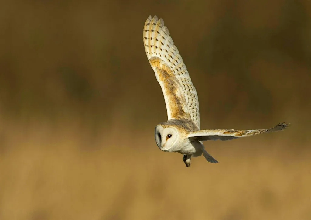Abberton owl evening