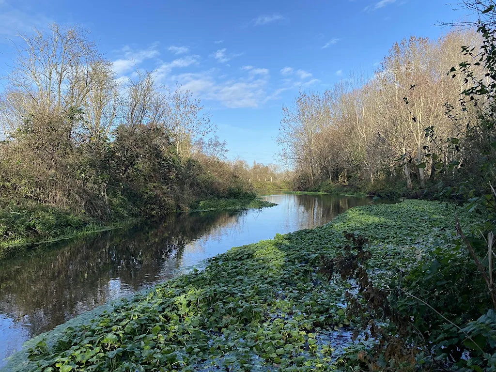 Invasive species removal on the River Colne