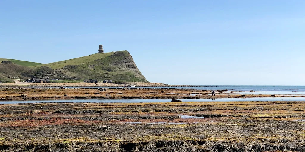 Rockpool Ramble at Kimmeridge at Fine Foundation Wild Seas Centre