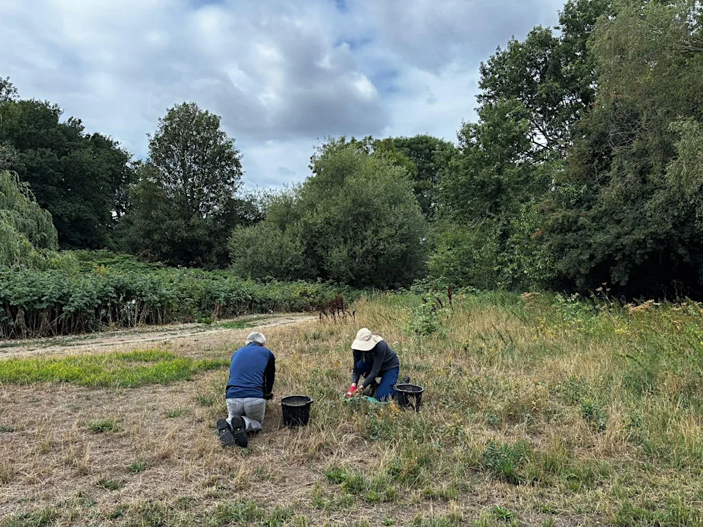 The Conservation Volunteers - Crane Park Meadow Management at 120 Hospital Bridge Rd