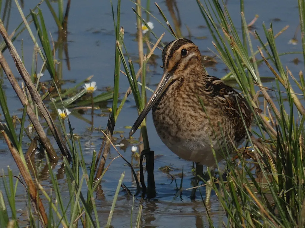 Birds and Gen Zs at Spurn Discovery Centre