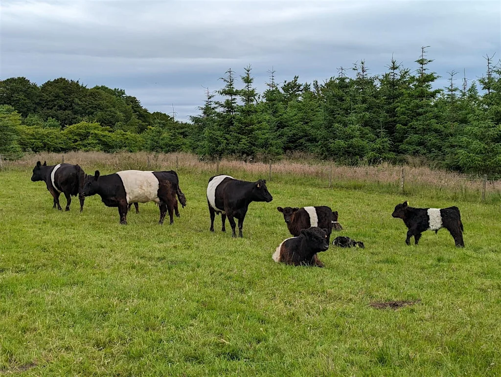 Ranching from Scratch: Toll Ranch Cattle Co ☀️ at Toll Ranch