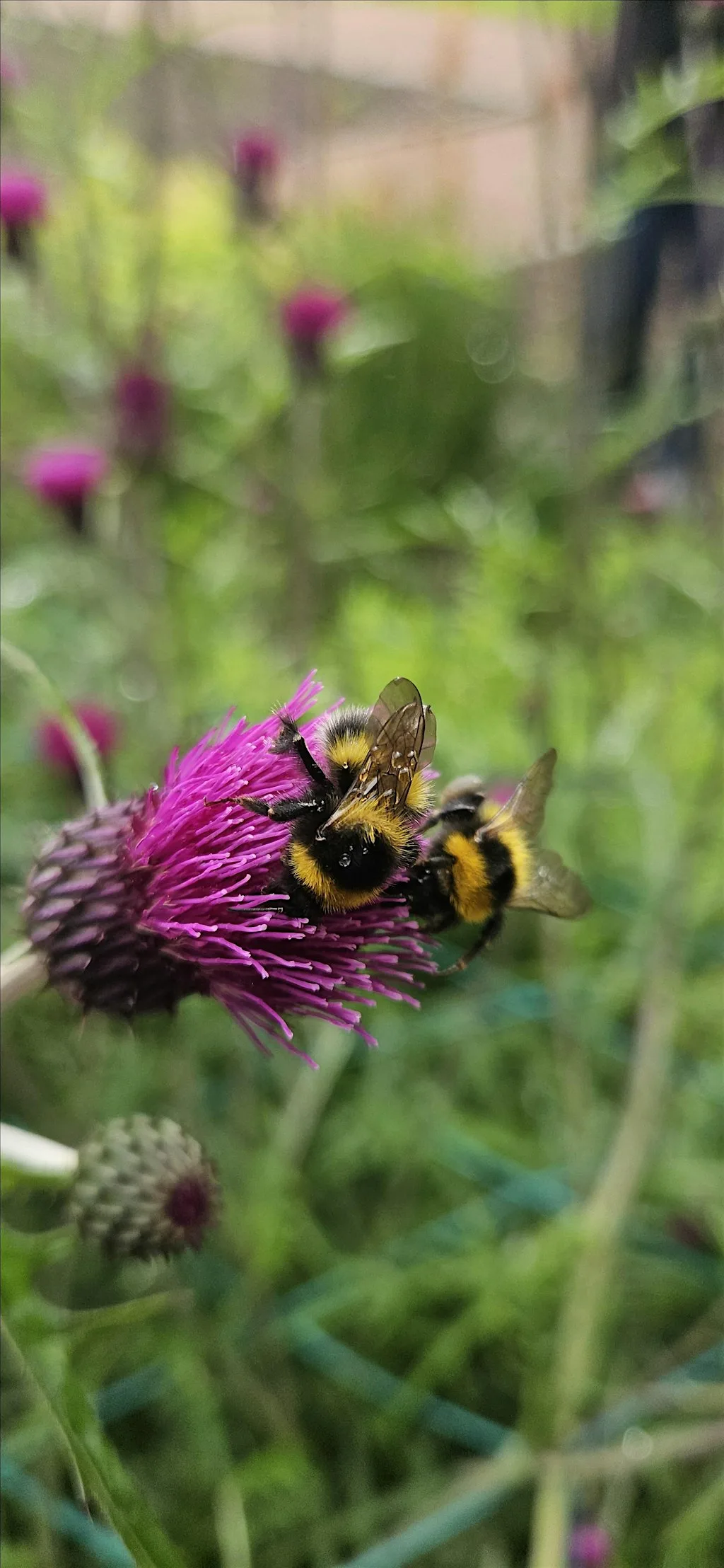 Bumblebee bioblitz at Seaton Park, Aberdeen at Seaton Park