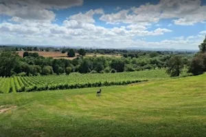Commercial & Agricultural Conveyancing Event at Hencote Vineyard