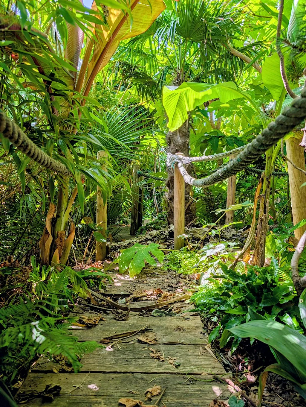 THE POCKET RAINFOREST OPEN GARDEN at 29 Dryden Rd