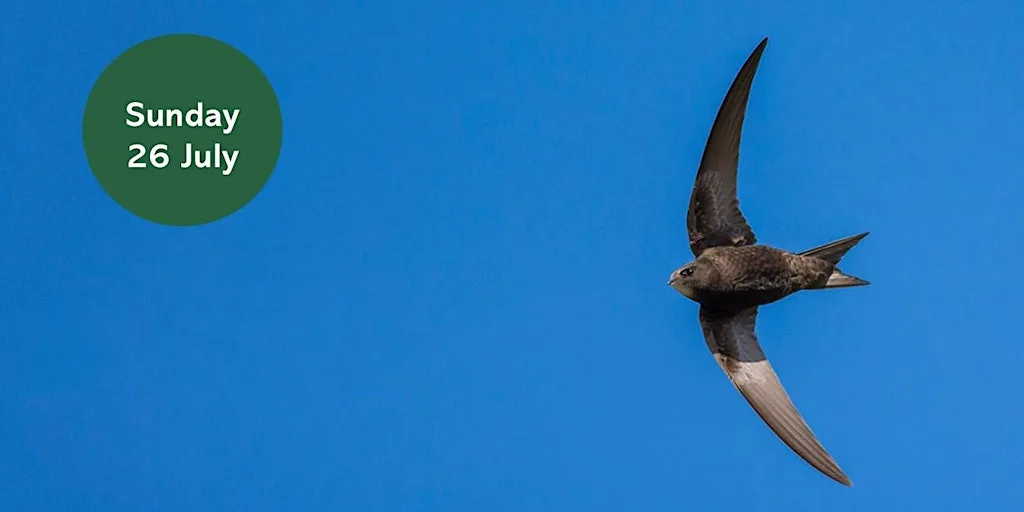 Ouse Burn Way: Swift Spotting at North Kenton at Duke Of Wellington Pub