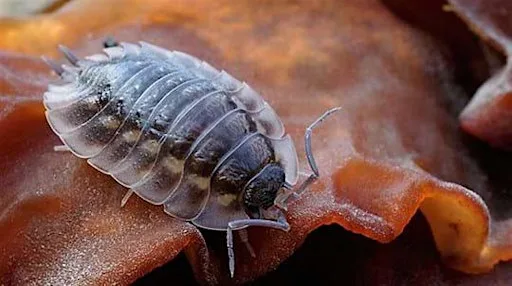 Nature Kids - minibeast surveys at Killiecrankie Visitor Centre and Jacobite Café
