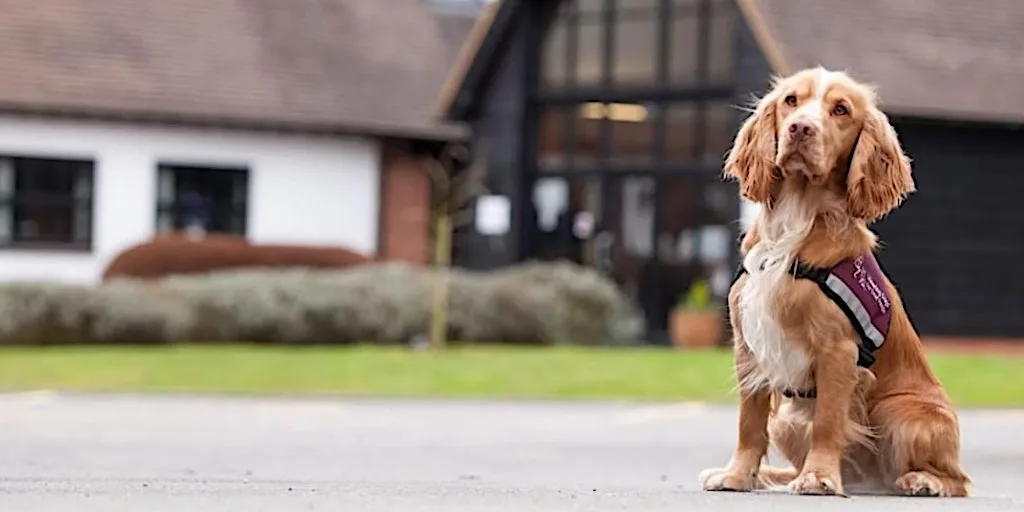 Hearing Dogs Tour & Demo 11th August 2026 at Hearing Dogs For Deaf People