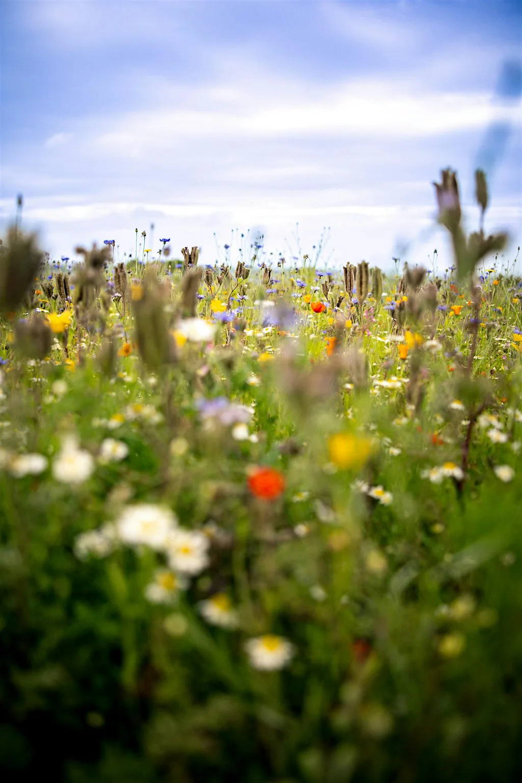 Outdoor Pilates at The Flower Belt, Harrogate at The Flower Belt - Harrogate