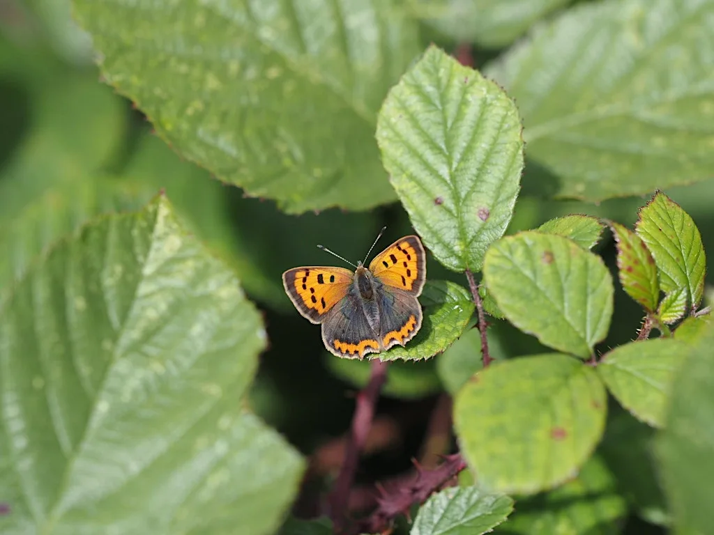 Big Butterfly Count - Temple Newsam, Leeds at Temple Newsam