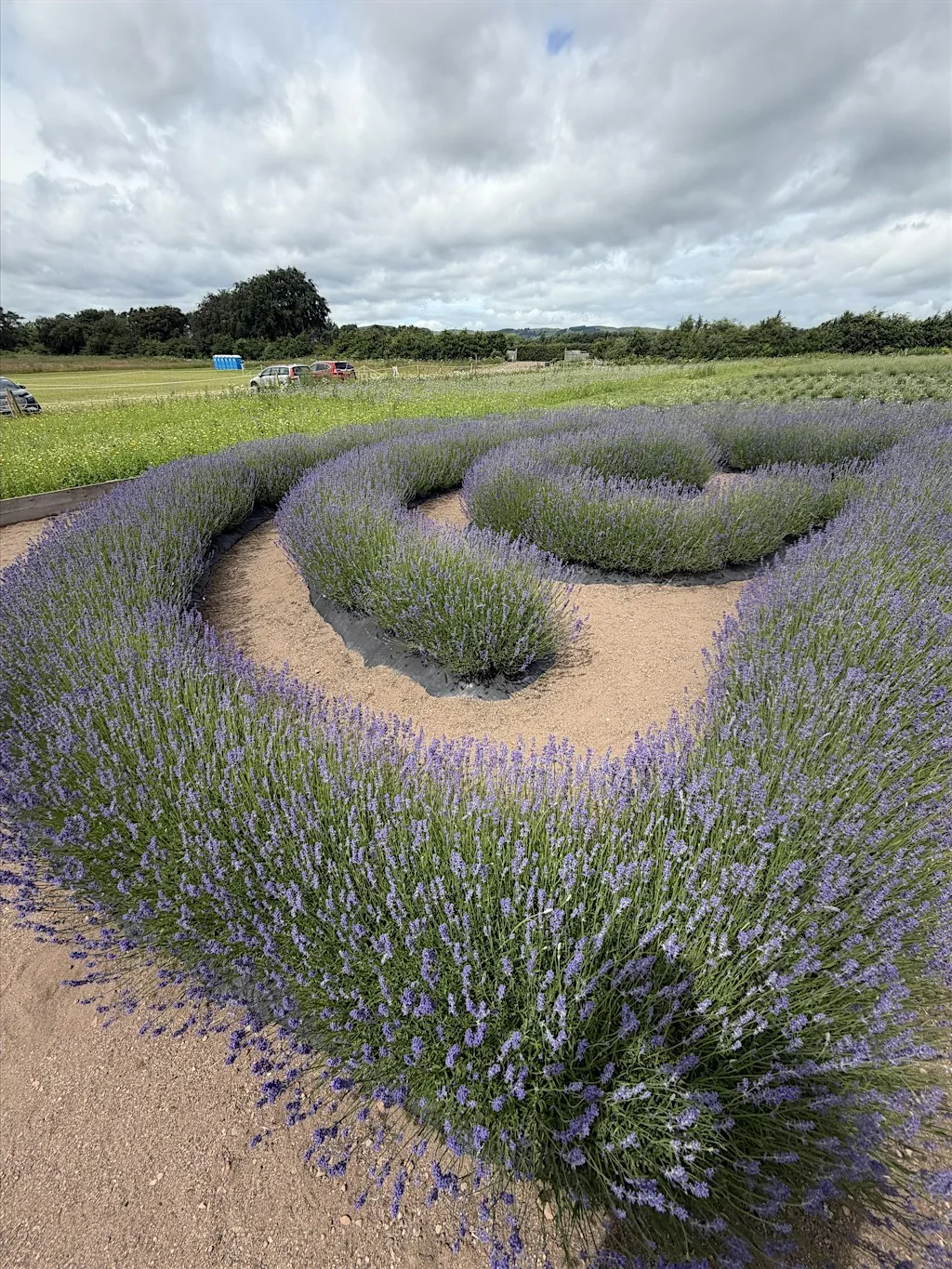 Sound Bath in the Lavender Fields at Scottish Lavender Oils