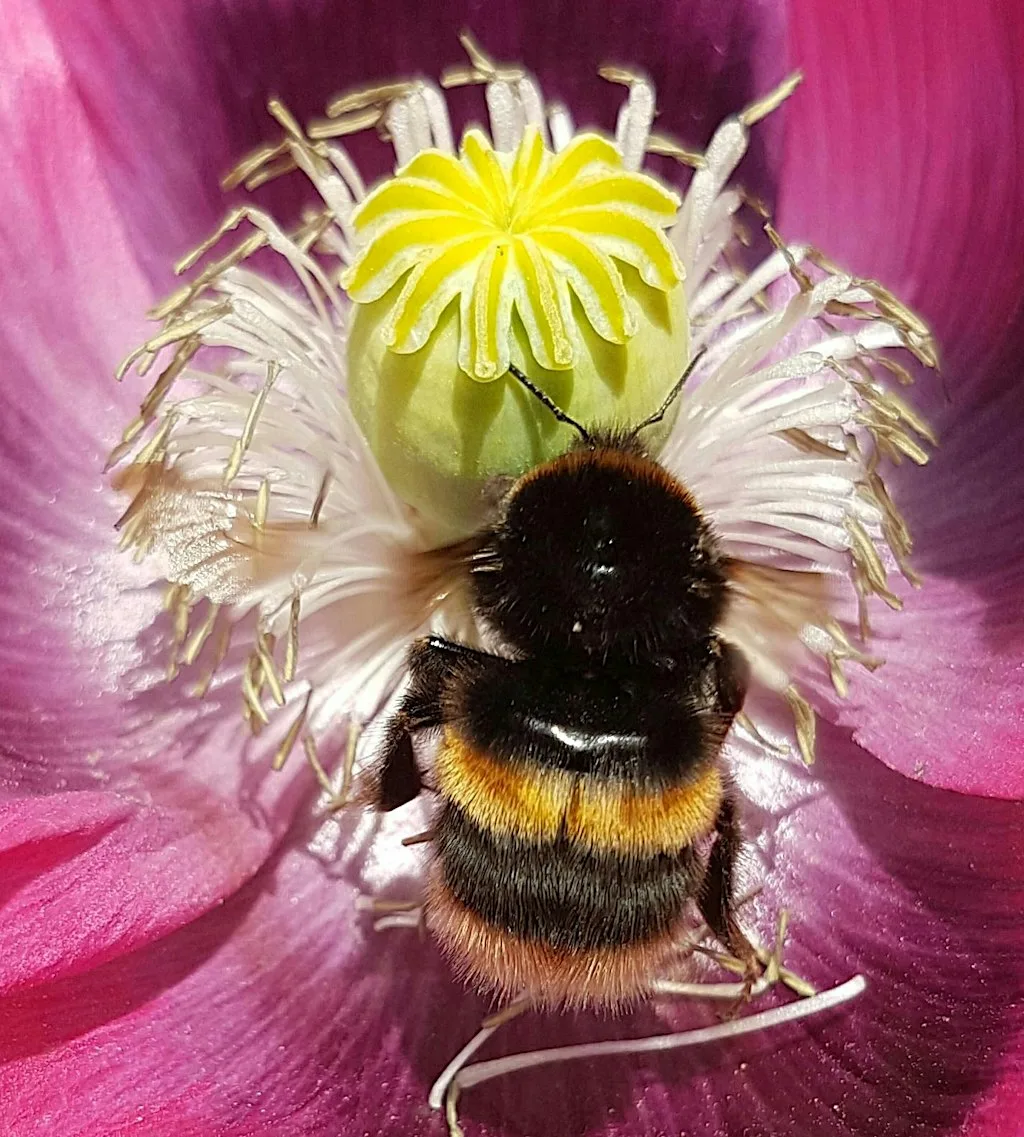 Wild Workshop - To bee or not to bee! at Robinswood Hill Country Park