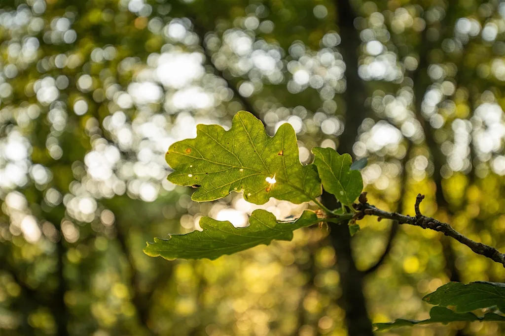 Urban Nature Club at Woodberry Wetlands: Folk Tales and Forest Legends