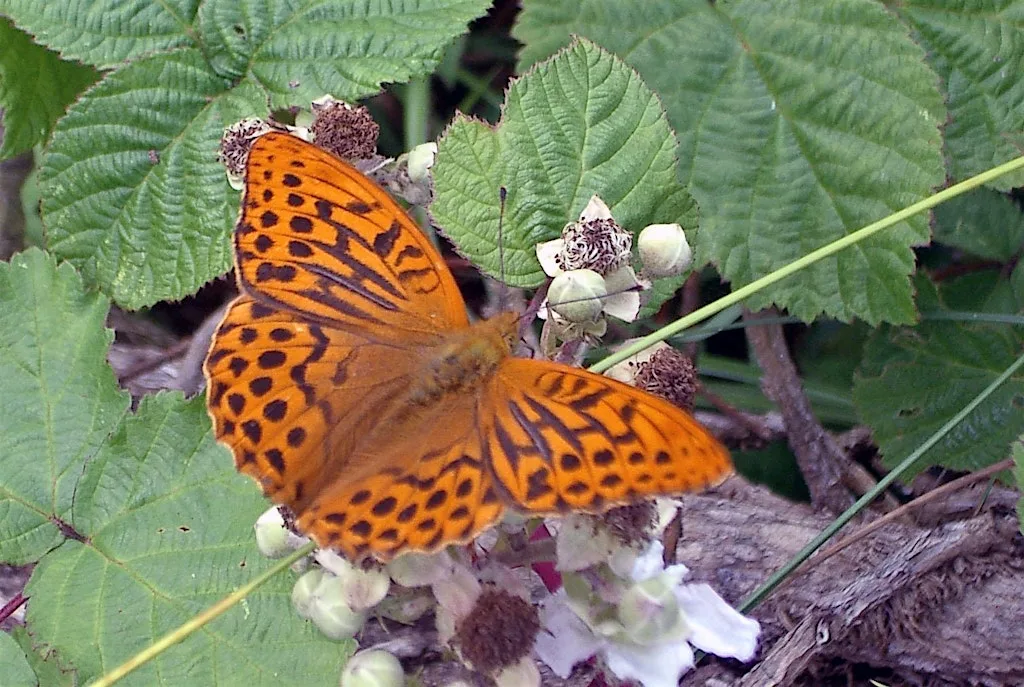 Wild Workshop - Battle of the flutterbyes at Robinswood Hill Country Park