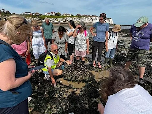 Seaweed & Their Secrets - Dumpton Gap 2026