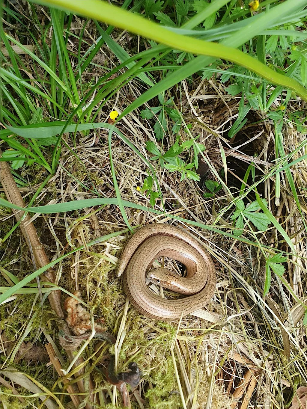 Reptile and butterfly survey day at Stithians Lake at Stithians Lake Activities Centre