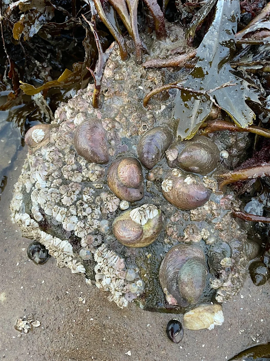 Slipper limpet survey at Newhall Point