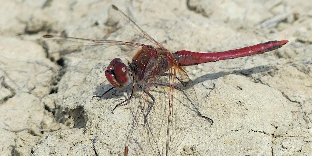 Members Event: Discover the Damselflies and Dragonflies of West Rise Marsh
