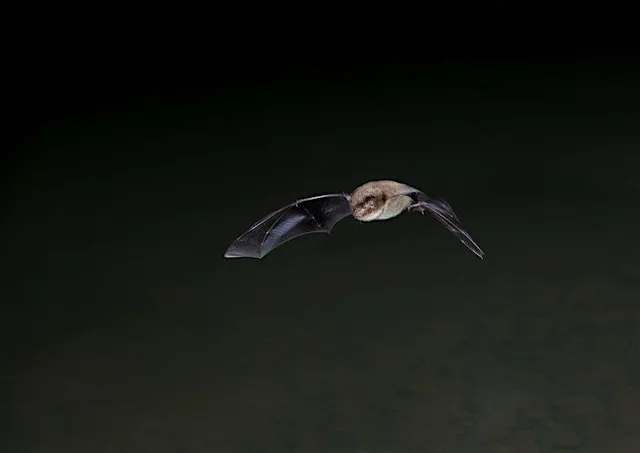Family Bat Walk at Summer Leys at Summer Leys Nature Reserve