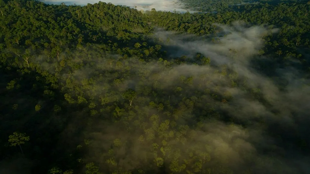 Safeguarding Anthropocene tropical forests at The Royal Society